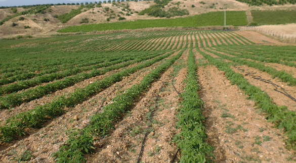 TOMATO FIELDS 2