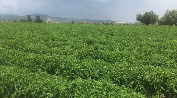 TOMATO FIELDS 3
