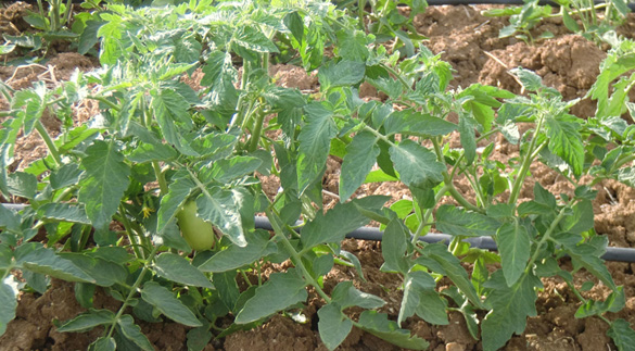 TOMATO FIELDS 4