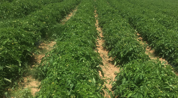 TOMATO FIELDS 6