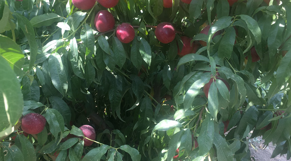 TREE GARDENS 4