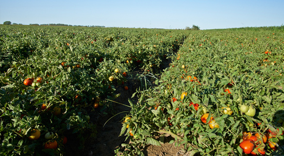 TOMATO FIELDS 1